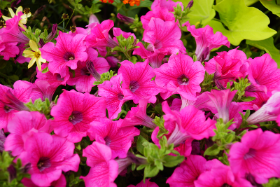 Flowers 4, par Xavier E. G. Dierick